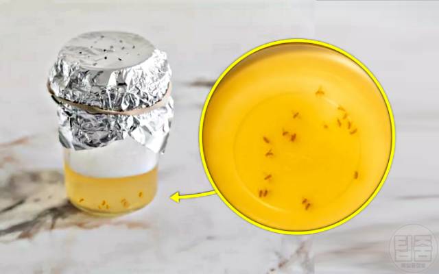 초파리 없애는법 사과식초 초파리트랩 역효과