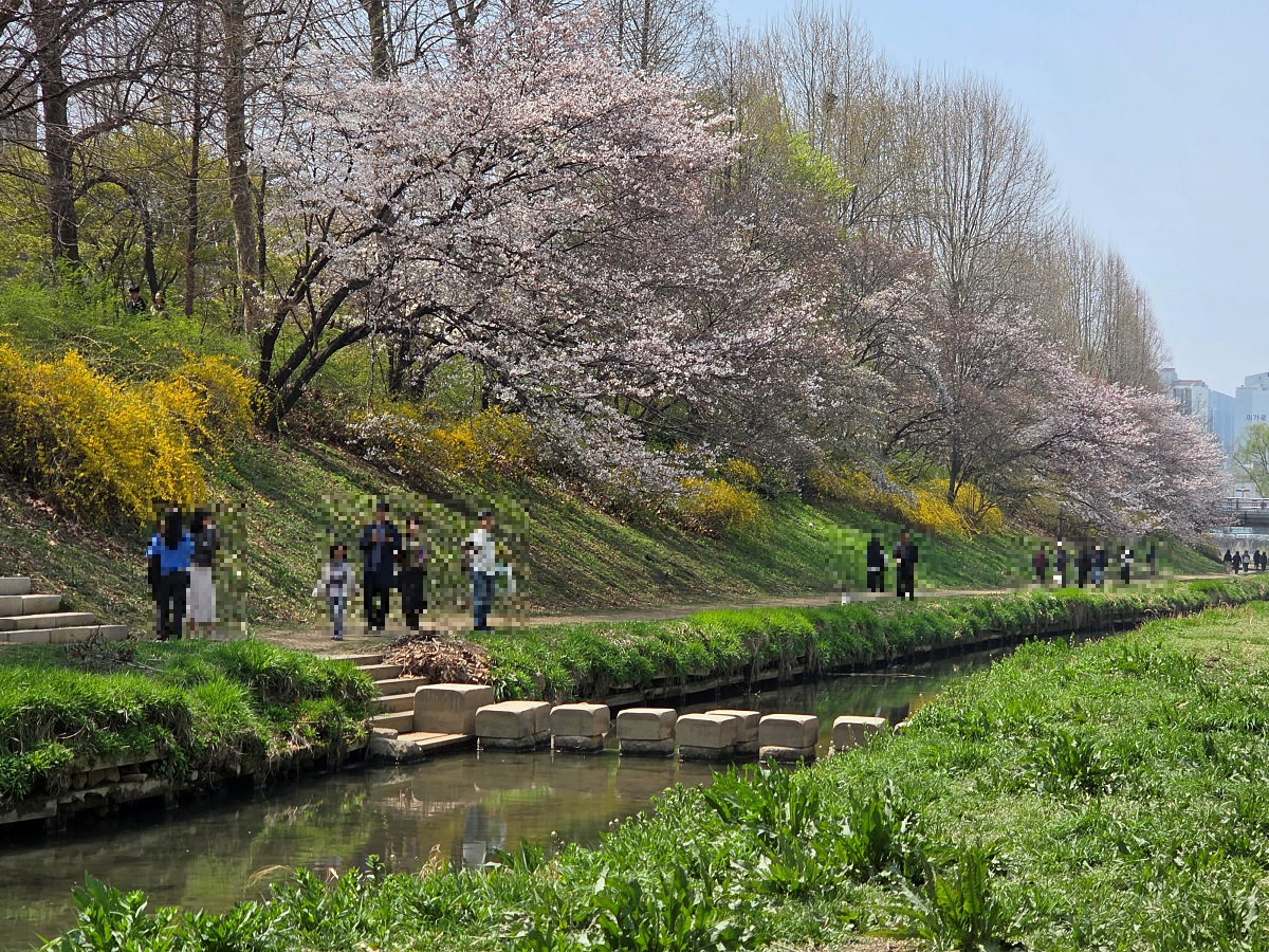 인천 벚꽃 명소 굴포천: 청리단길 꼭 가봐야 할 사계절 감성 산책로