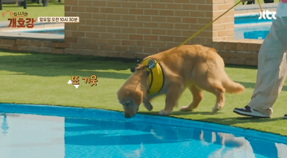 JTBC 힐링 예능 &amp;#39;집나가면 개호강&amp;#39;소개 &amp; 촬영지 정보 