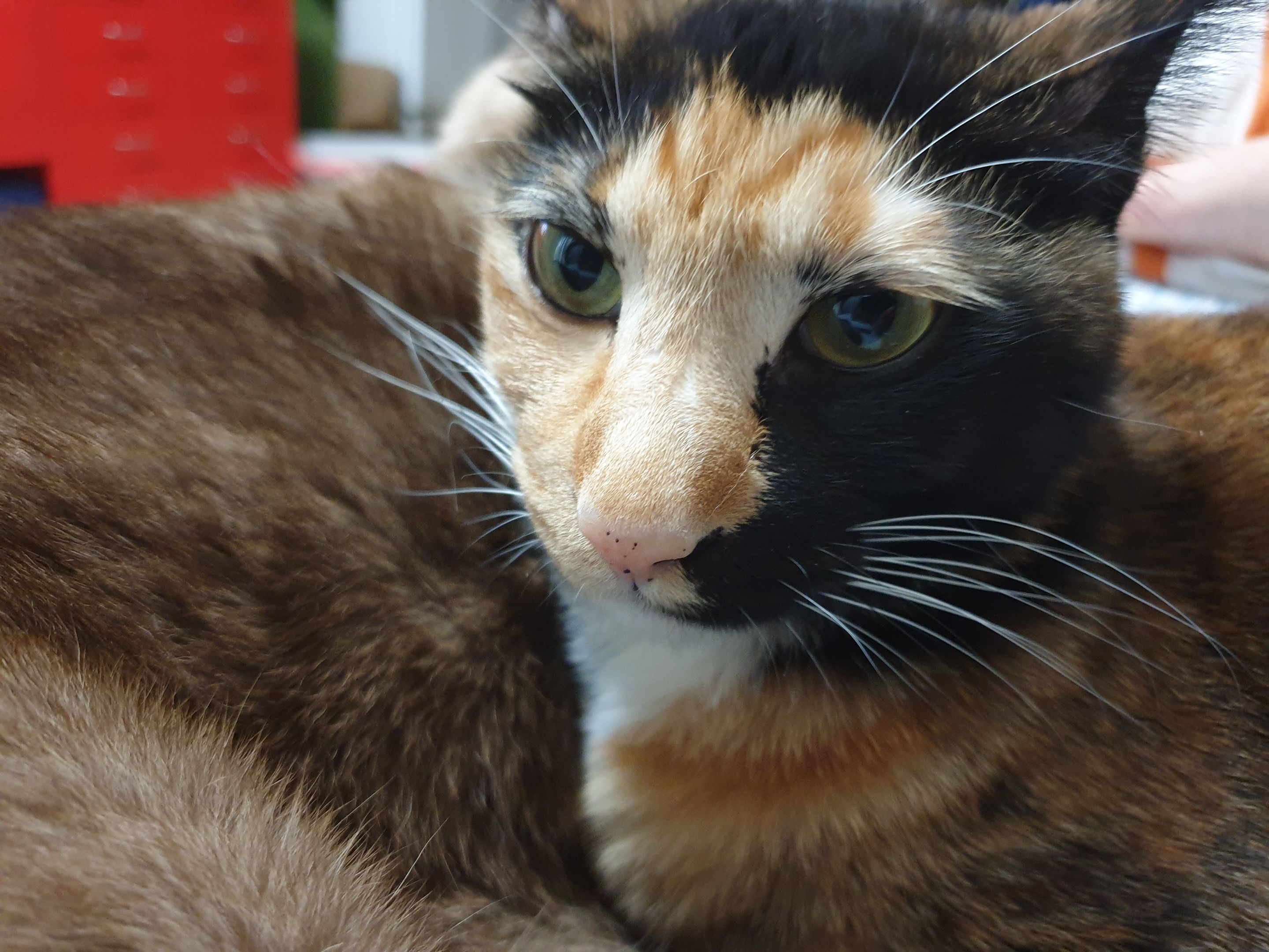 고양이 건강검진6