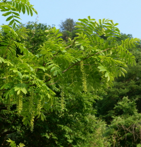 중국굴피나무 수형