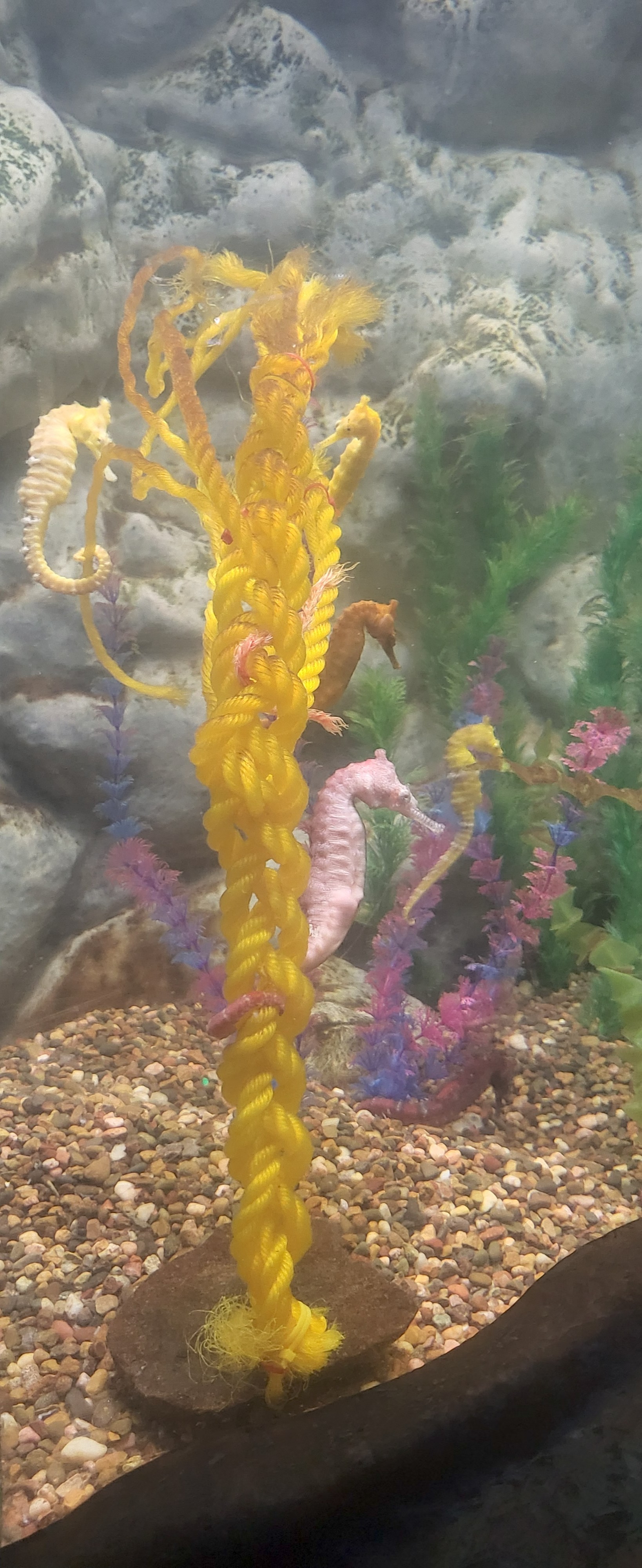 seahorse world 에서 본 해마들