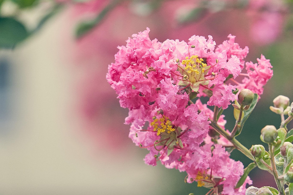여름꽃의 여왕, 배롱나무의 모든 것! 꽃부터 생태까지 자세히 알아보기