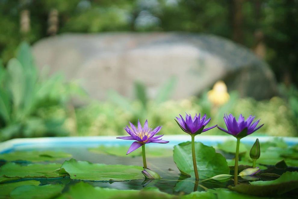 한림공원 부겐빌레아 축제