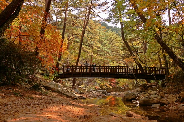 [명품숲길 50선 가을단풍 산행 ⑦] 충북 보은 속리산둘레길 : 말티재&middot;법주사 단풍과 정이품송이 어우러진 가을 명품길