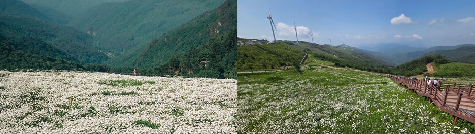 육백마지기란? 평창 대표 초원 명소