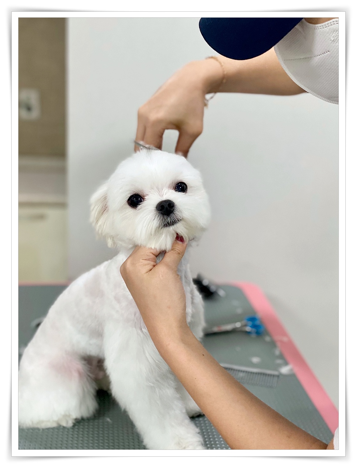 애견미용학원-정애견미용학원