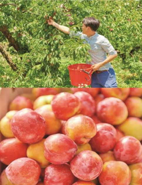 김천자두축제