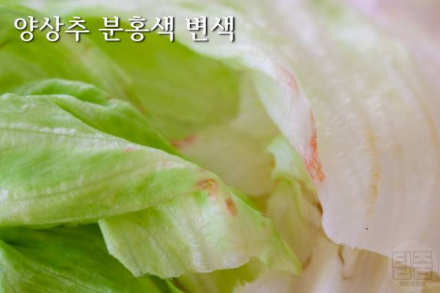 양상추 보관법,양상추 분홍색 변색,양상추샐러드
