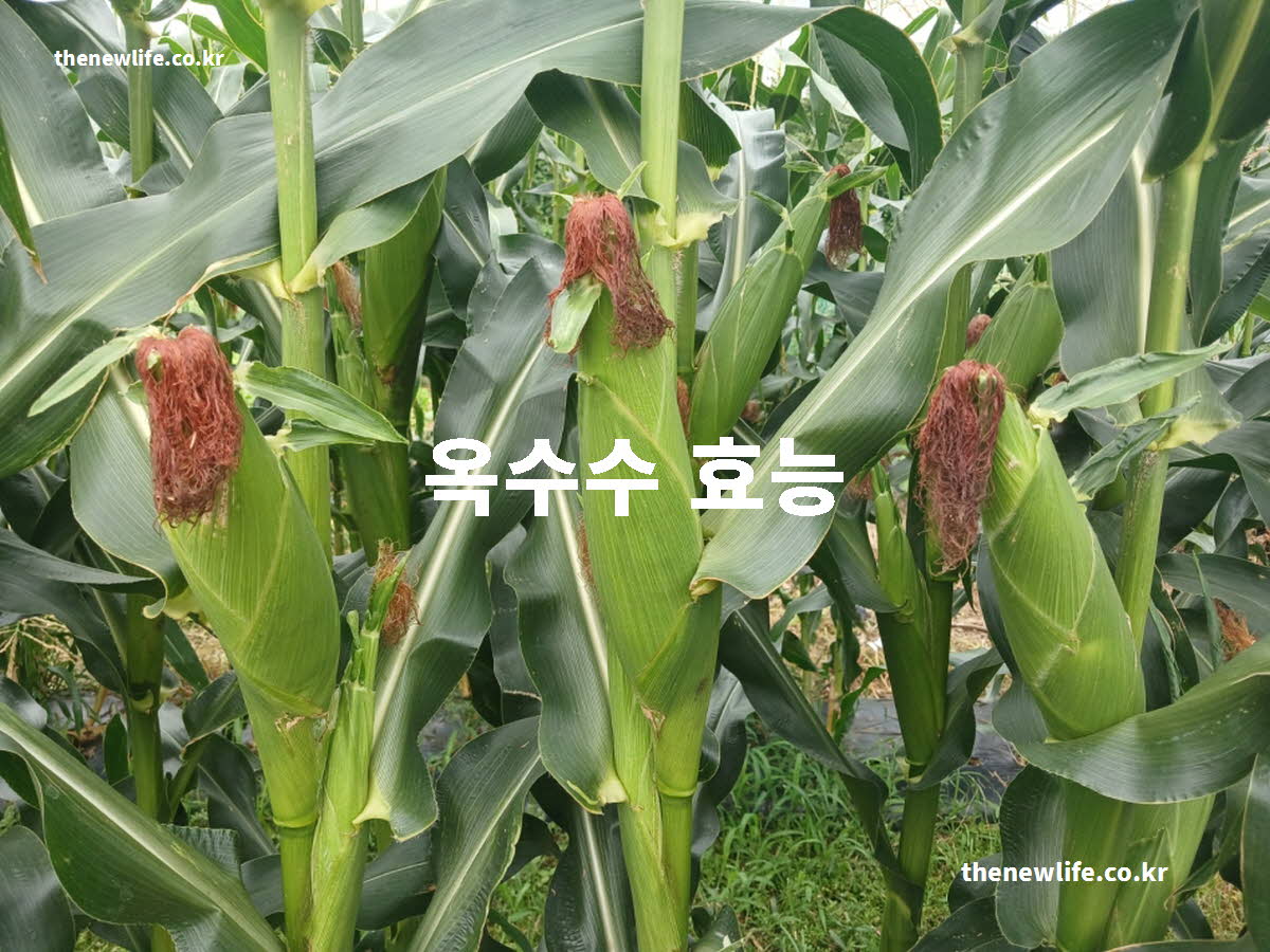옥수수 효능 대표 실사진