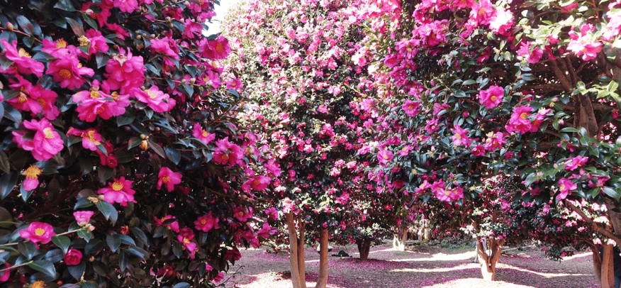 동백수목원 입장료