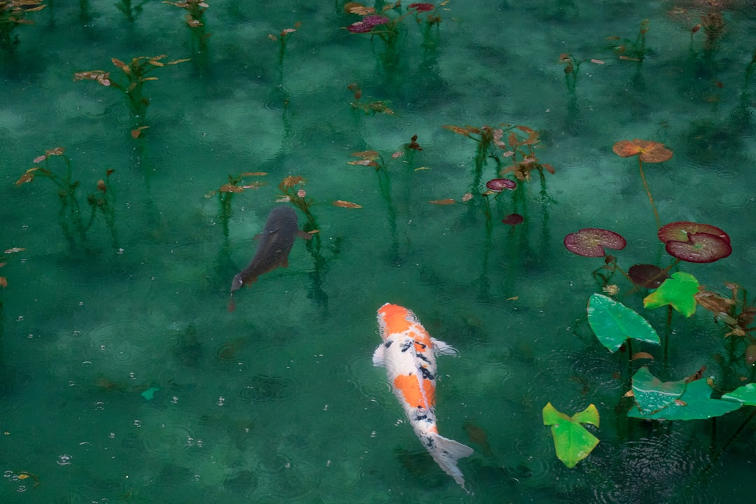 Fish-shaped.