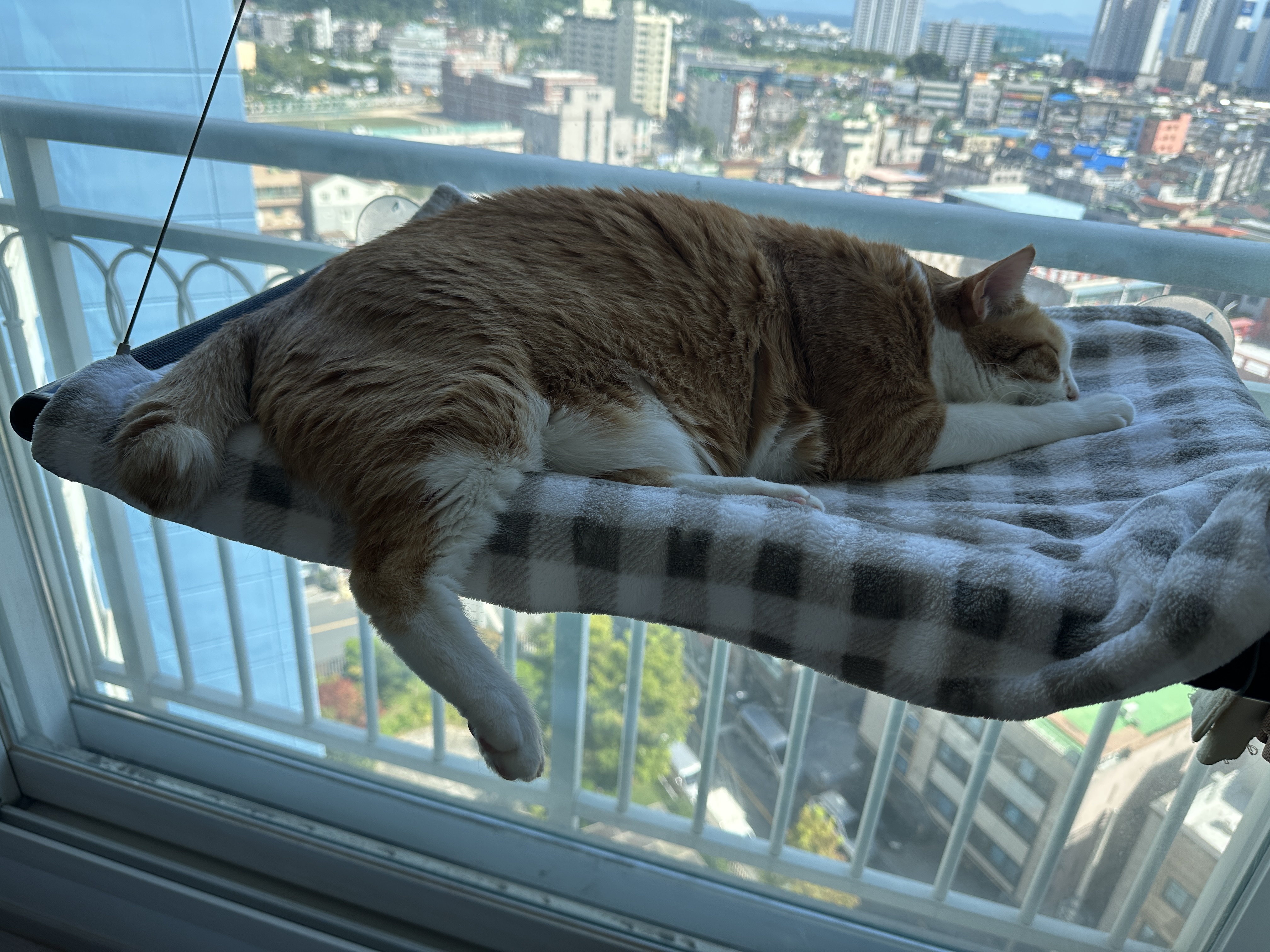 창문_해먹_위에서_자고_있는_호야