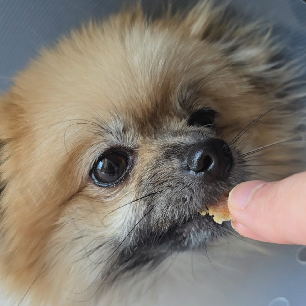 악어 육포를 맛보는 강아지