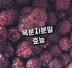 복분자분말-가루-효능