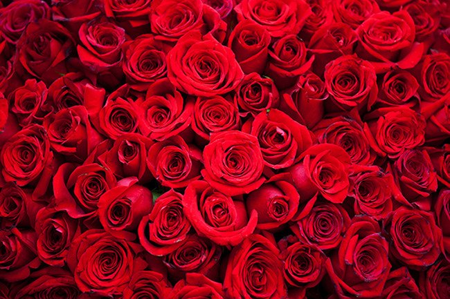 성년의 날 장미꽃