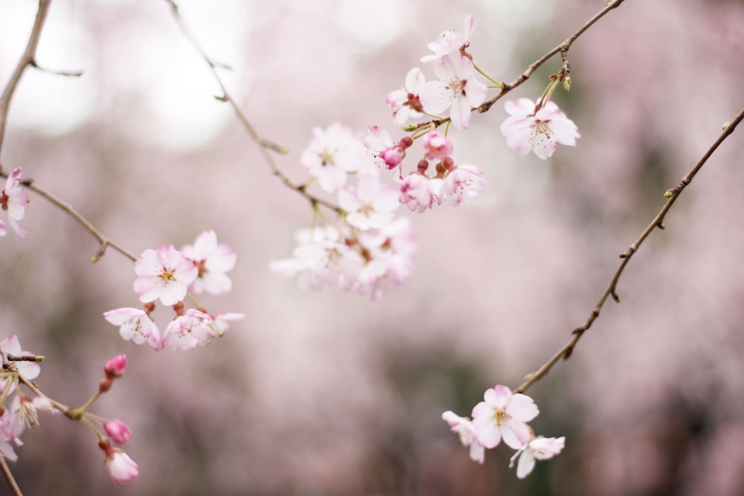 'Blossom'