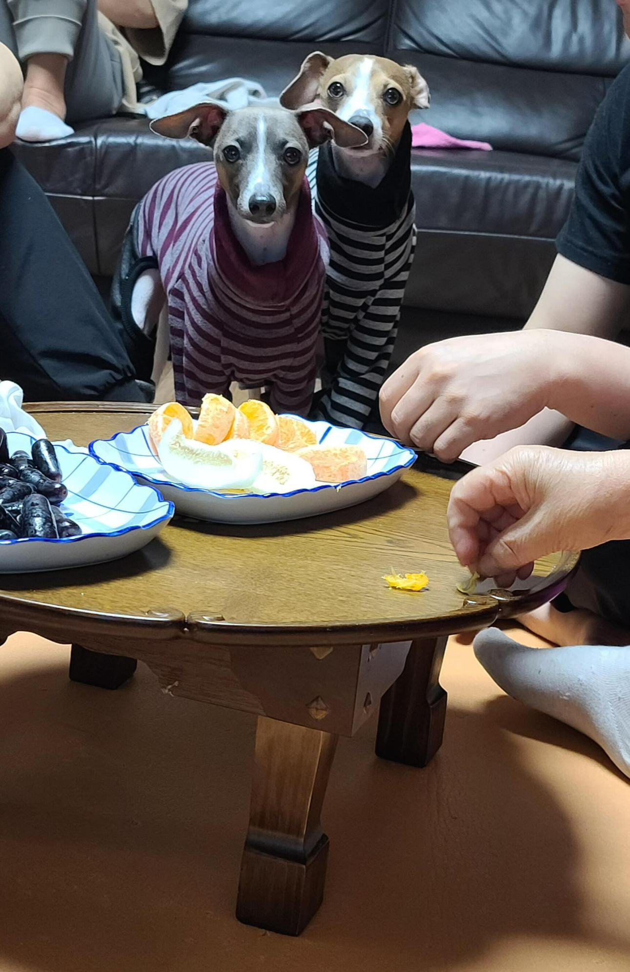 나는 강아지 조카들이 있다. 쏭! 팽!