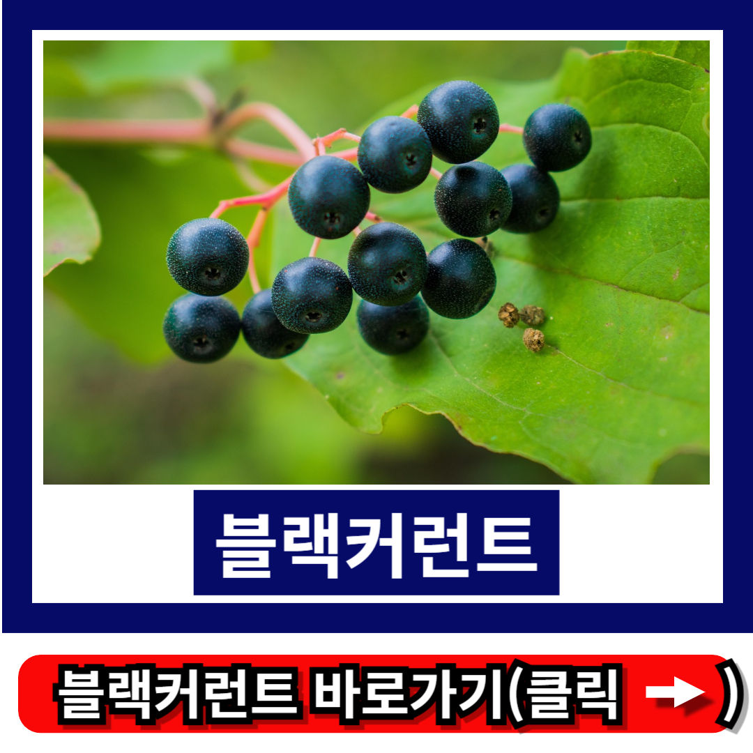 블랙커런트