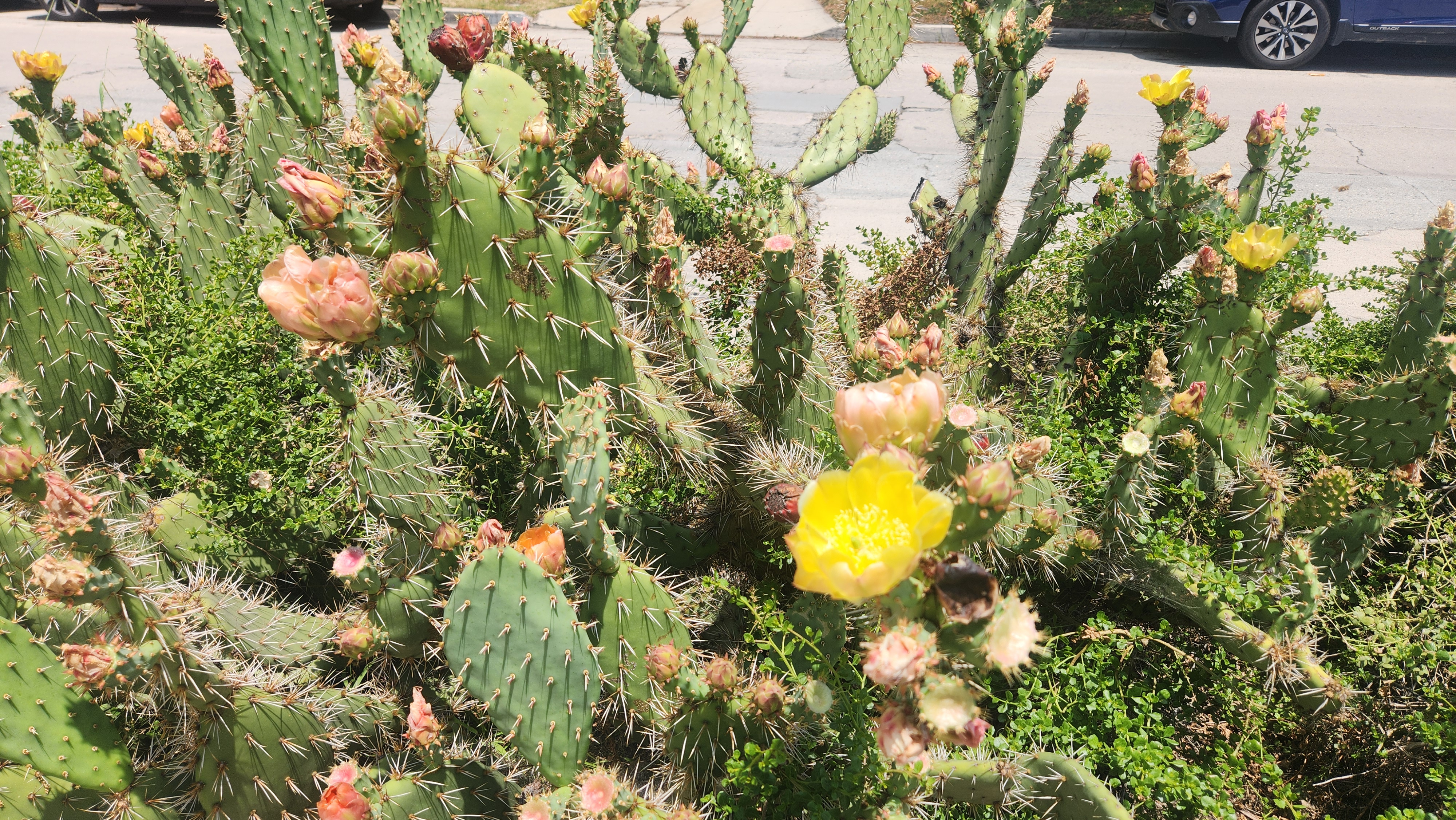 옵투니아 선인장 (Opuntia spp.) &ndash; 일명 선인장 무화과 (Prickly Pear Cactus)