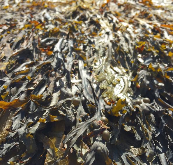 자궁에 좋은 음식