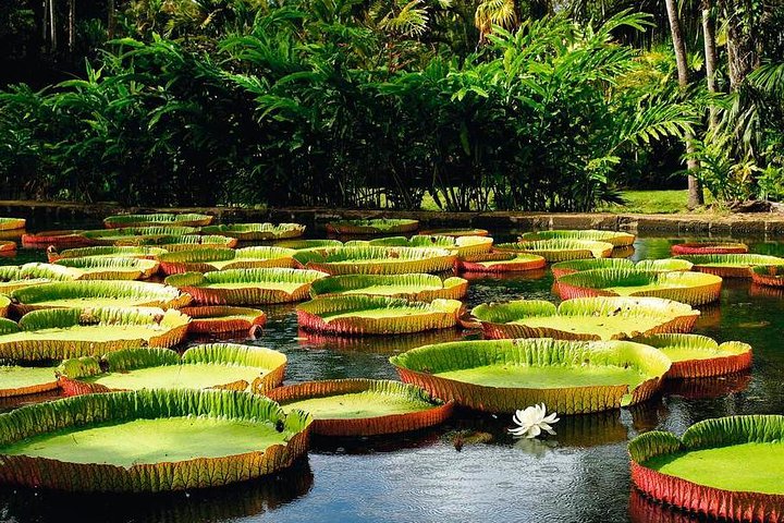 플뢰르 드 리스 식물원(SSR Botanical Garden)