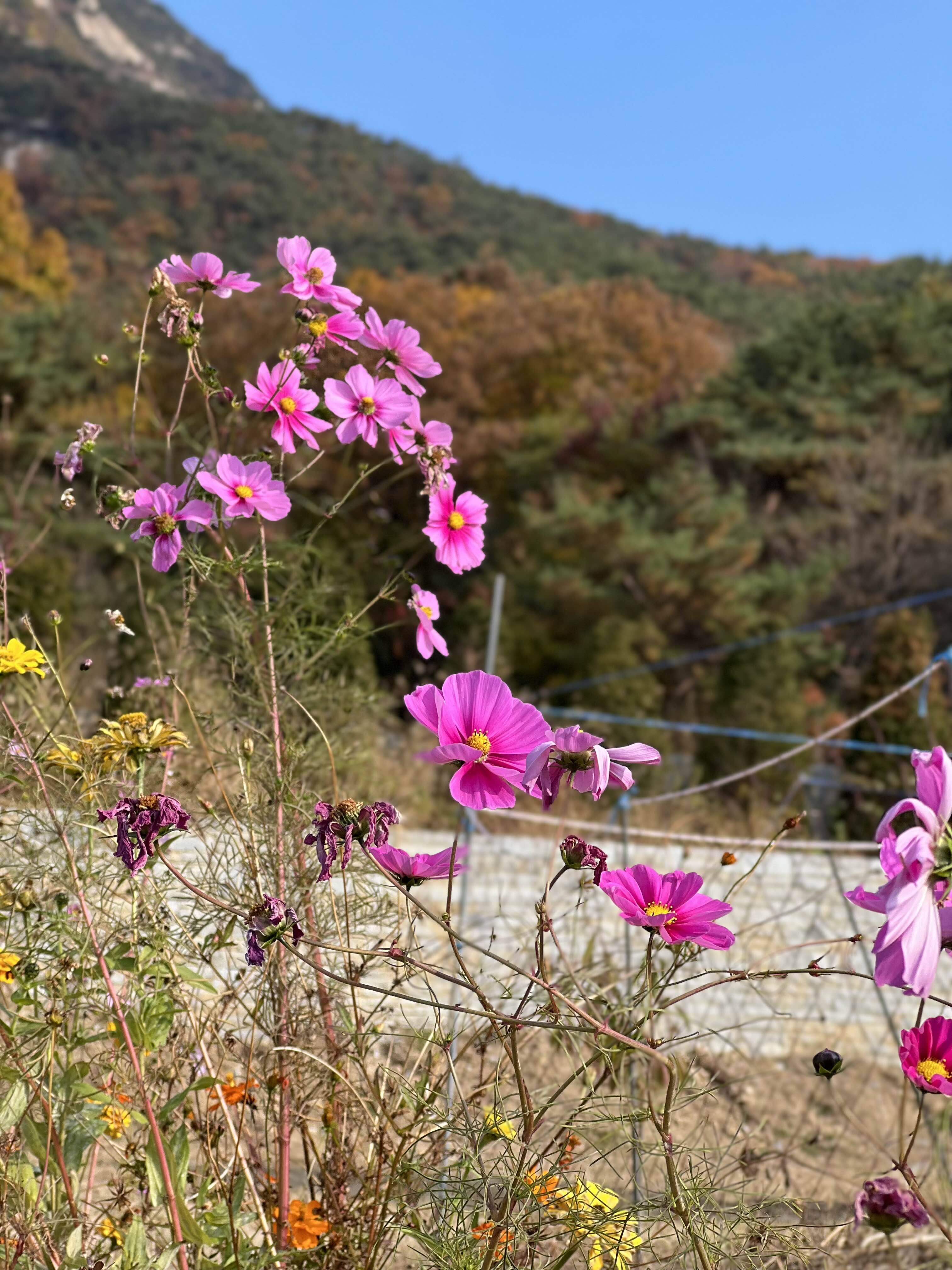 코스모스와 북한산