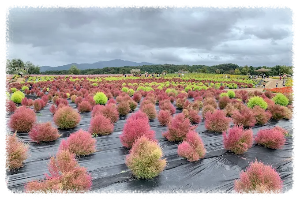 고석정 꽃밭축제