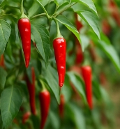 고추가루 보관하는법