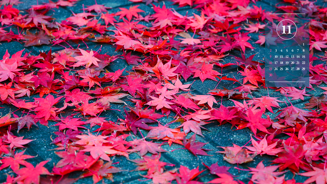 10 바닥에 떨어진 단풍잎 A - 2025년11월 노트북배경화면