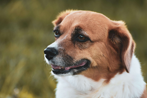 강아지 심장판막증
