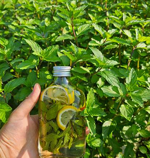 언덕마루의 꽃피는 샐허브 체험 수업