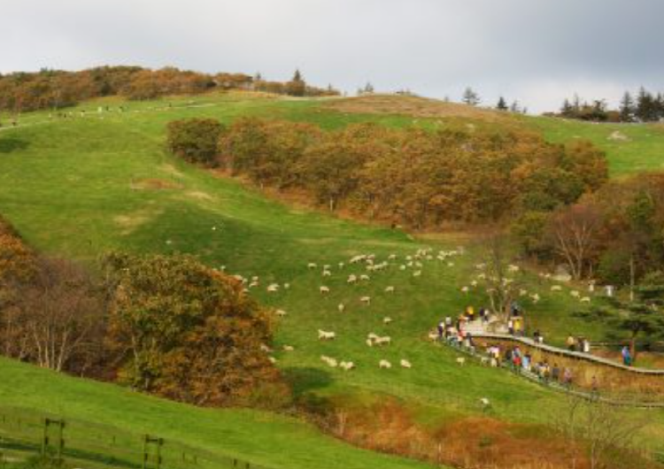 대관령 양떼목장