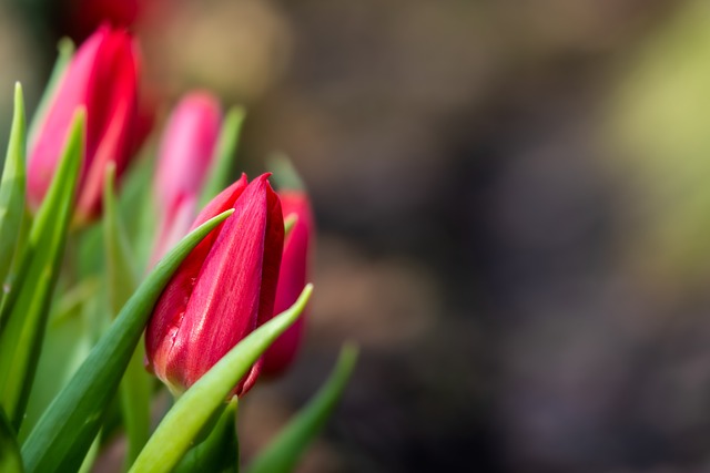 빨간색-튤립