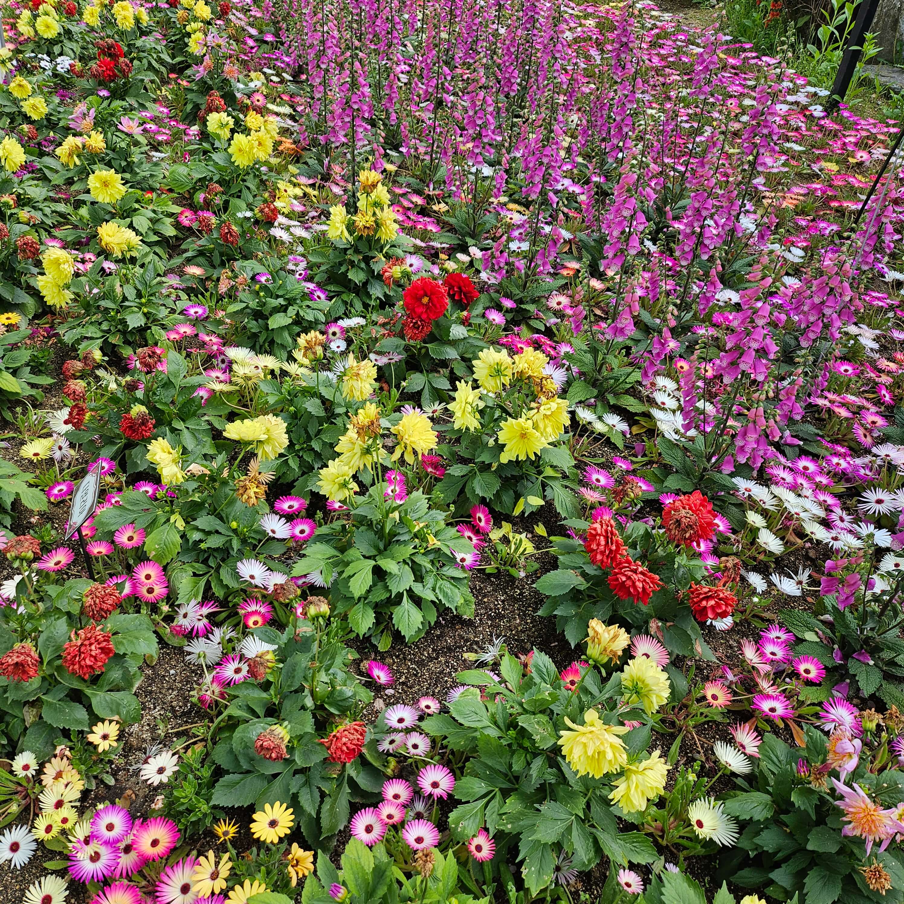 남천강변의 봄꽃들