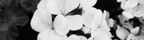 로즈마리 키우는법 외: 제라늄 키우기