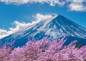 오사카-벚꽃-개화시기-2