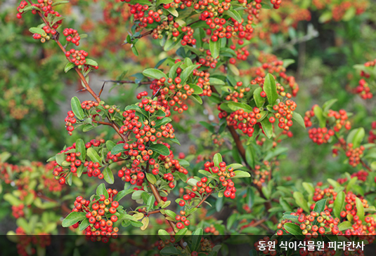 대전 한밭수목원 꽃구경