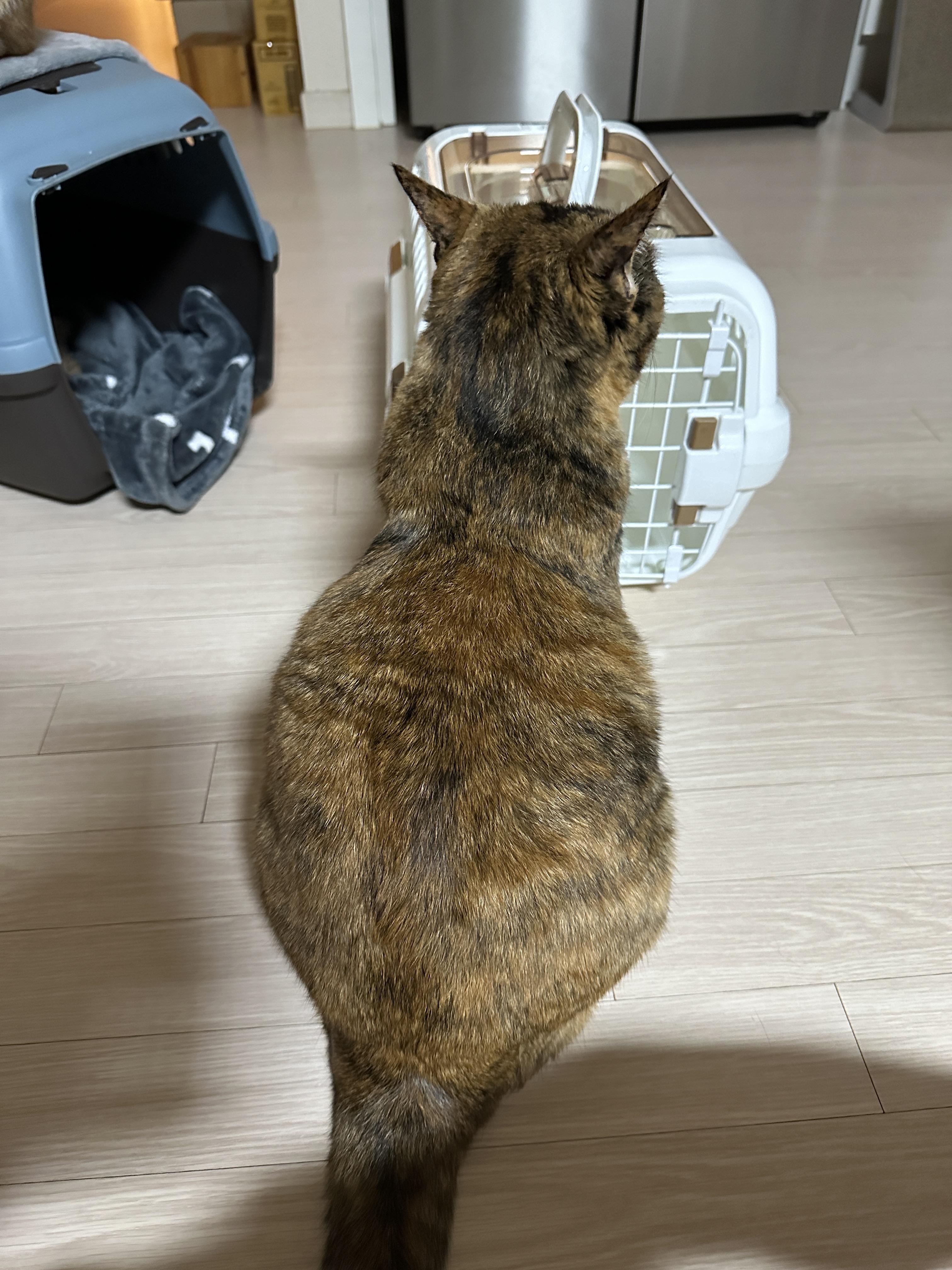 엄마_옆에_앉아있는_카오스고양이_사랑이_뒤태