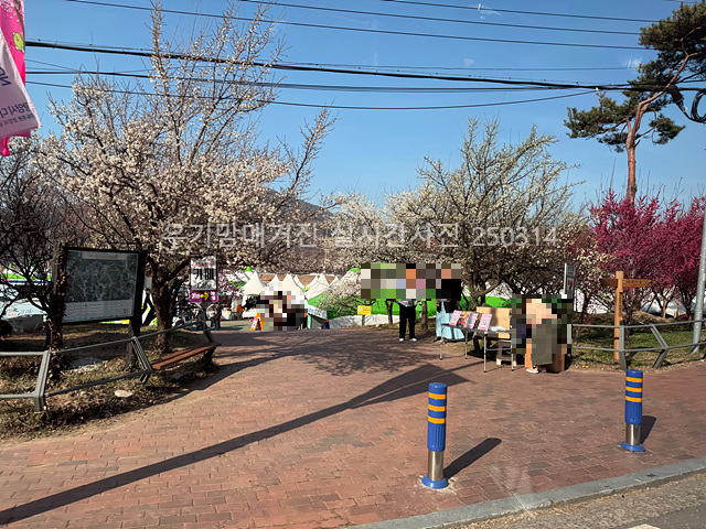 2025 광양매화축제 일정 실시간 개화 주차장