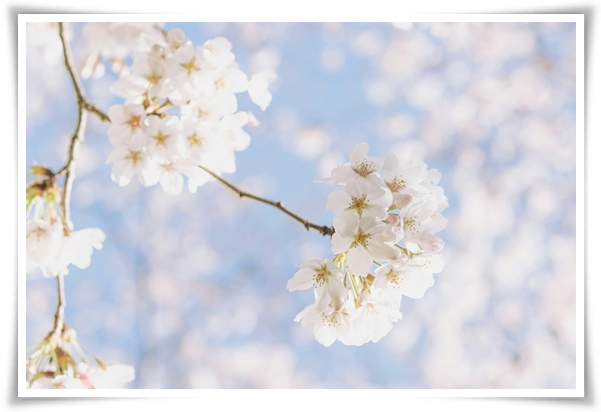 "벚꽃" 희망과 새로운 시작의 상징 봄의 전령사!