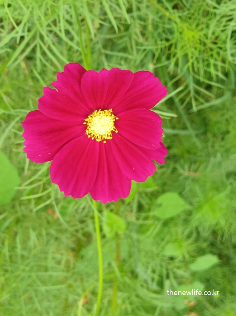 구리 한강시민공원 코스모스 길 &ndash; 분홍빛 코스모스 한 송이 클로즈업
