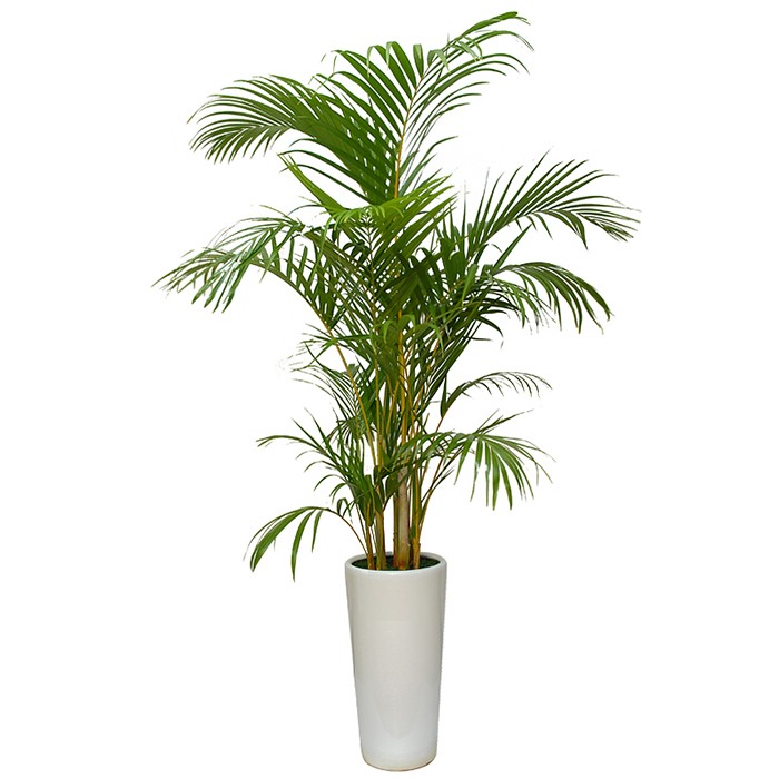 개업 축하 화분 아레카야자