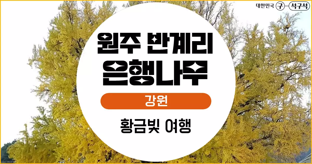 원주 반계리 은행나무