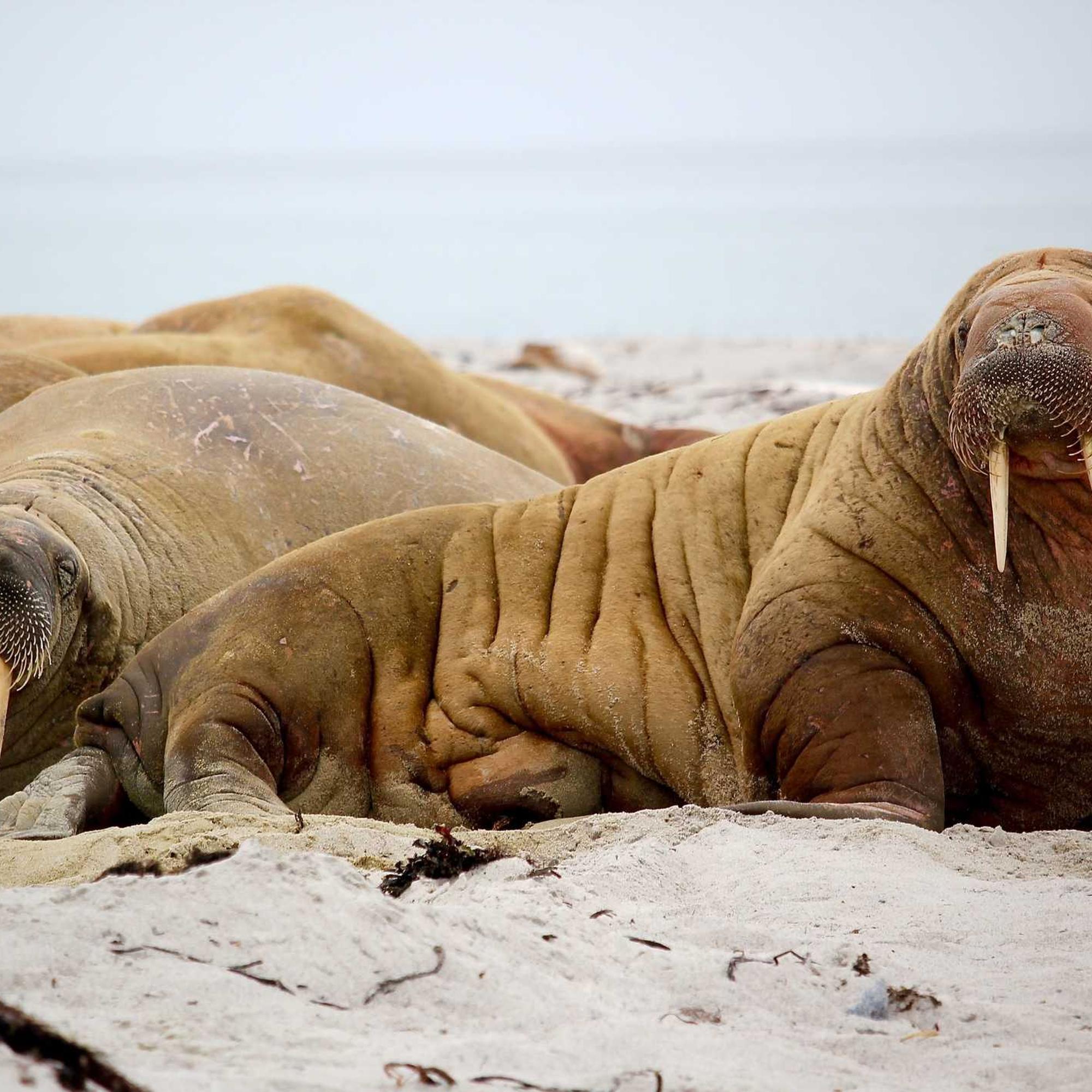 싸이흠뻑쇼-싸이