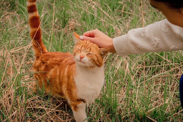 고양이 친절
