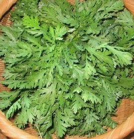 쑥갓의 효능 부작용 고르는법 칼로리 꽃