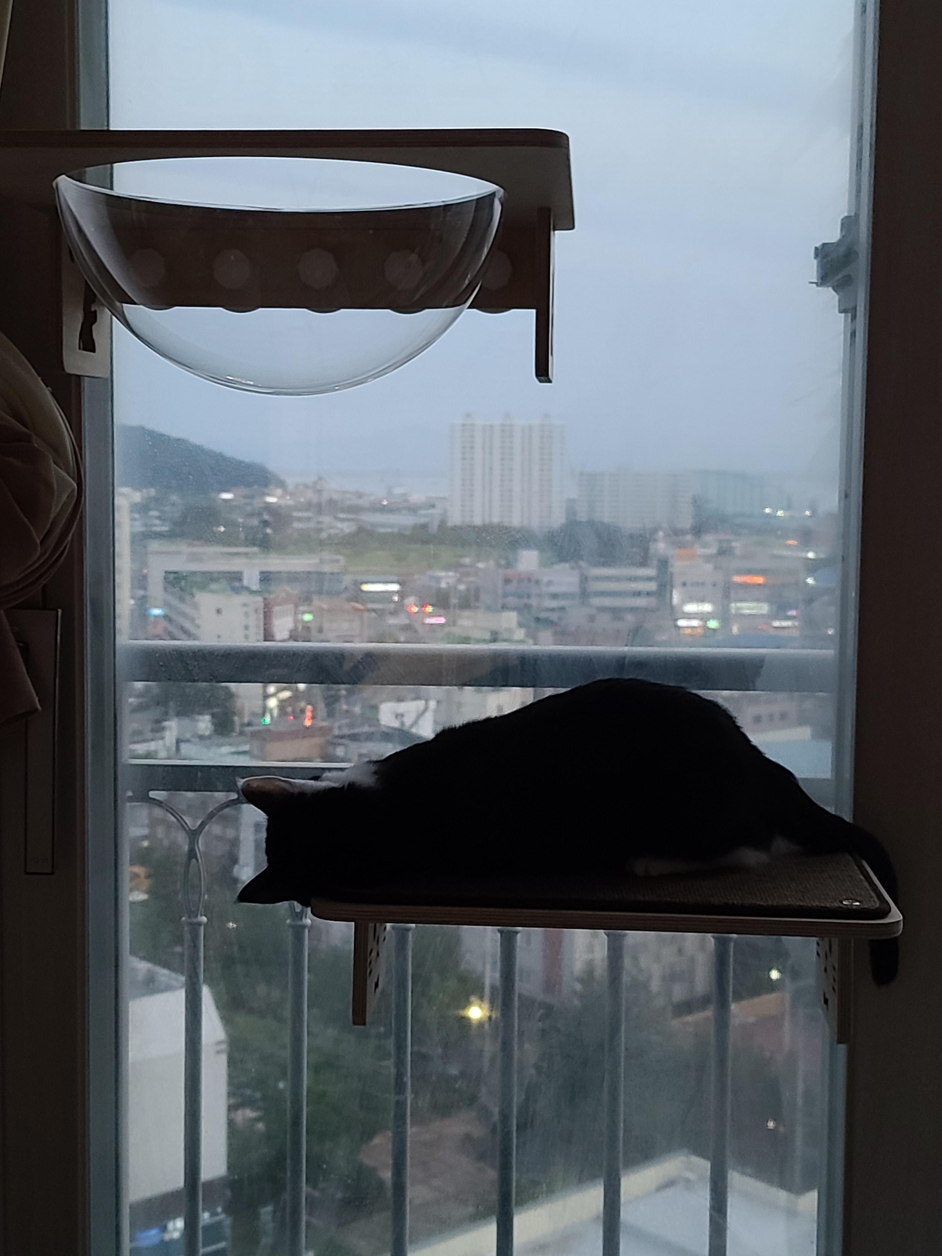 냥냥이들의 캣워크, 캣볼을 달았다. (내돈내산,스압주의)