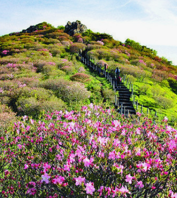 소백산 철쭉 개화시기