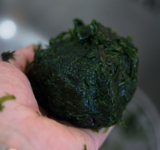 매생이 이미지1